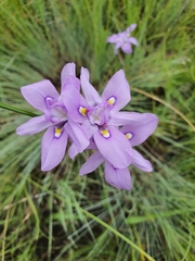 Moraea inclinata