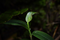 Pterostylis auriculata