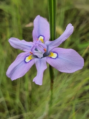 Moraea inclinata
