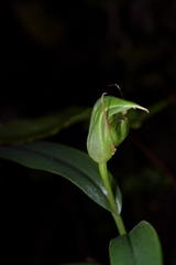 Pterostylis auriculata