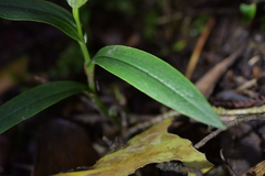 Pterostylis auriculata