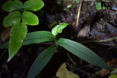 Pterostylis auriculata