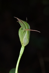 Pterostylis auriculata
