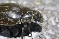 Hydrophilus acuminatus