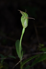 Pterostylis auriculata