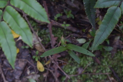 Pterostylis auriculata
