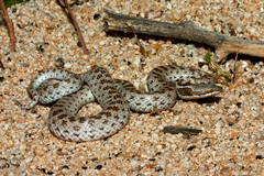 Hypsiglena ochrorhynchus klauberi