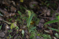 Pterostylis auriculata