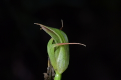 Pterostylis auriculata