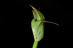 Pterostylis auriculata