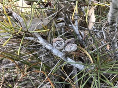Hakea vittata