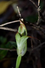 Pterostylis auriculata