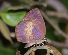 Arhopala perimuta