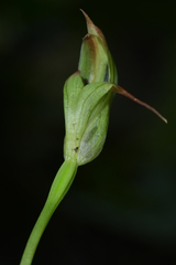 Pterostylis auriculata