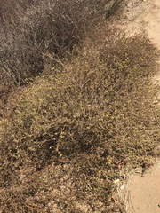 Centromadia parryi australis