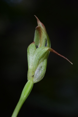 Pterostylis auriculata