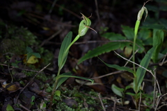 Pterostylis auriculata
