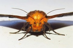 Buzara propyrrha