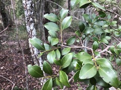Psydrax odorata buxifolia