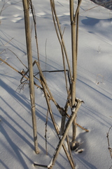 Chaerophyllum prescottii