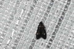 Commatarcha palaeosema