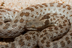 Hypsiglena ochrorhynchus klauberi