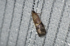 Acrobasis bellulella