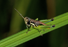 Methiolopsis geniculata