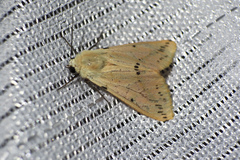 Spilarctia seriatopunctata
