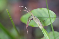 Pterostylis auriculata