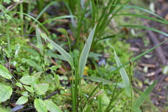 Pterostylis auriculata