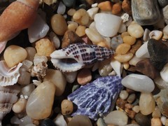 Maculotriton serriale