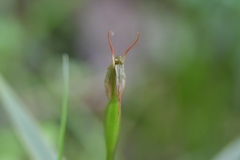 Pterostylis auriculata