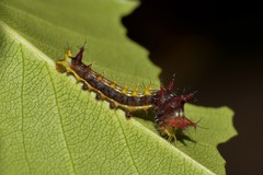 Opodiphthera eucalypti