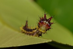 Opodiphthera eucalypti