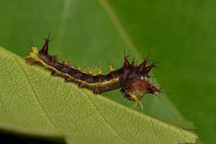 Opodiphthera eucalypti