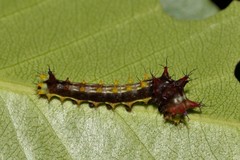 Opodiphthera eucalypti