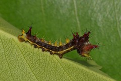 Opodiphthera eucalypti