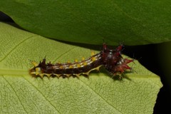 Opodiphthera eucalypti