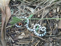 Calliophis intestinalis