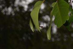 Opodiphthera eucalypti