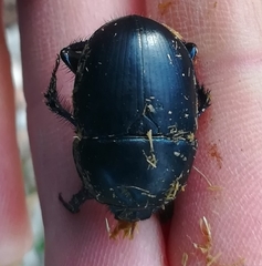 Sericotrupes niger