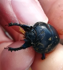 Sericotrupes niger