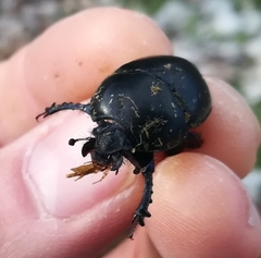 Sericotrupes niger