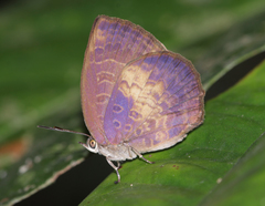 Arhopala perimuta