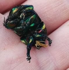 Sericotrupes niger
