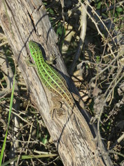 Lacerta strigata