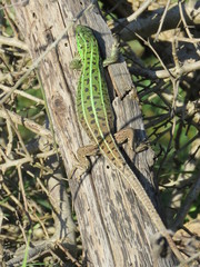 Lacerta strigata
