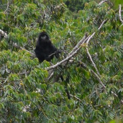 Trachypithecus mauritius