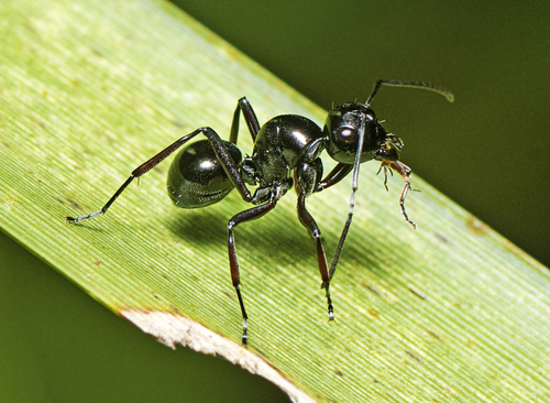 Dome-backed Spiny Ant (Polyrhachis australis) · iNaturalist